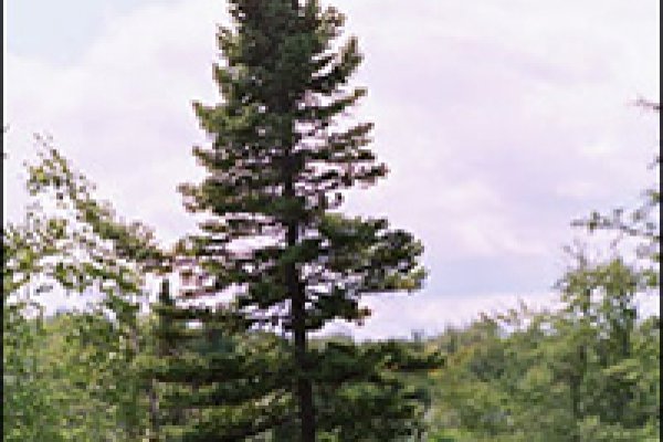 Кракен не грузит